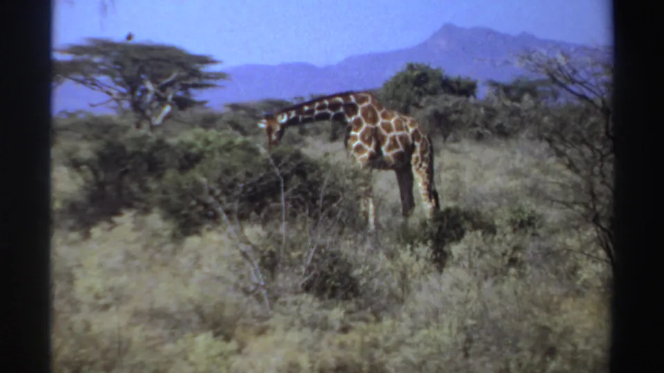 1969 Sudan 8mm frame showing a giraffe lowering its neck to browse in dry savanna with shrubs, trees, and distant hills.