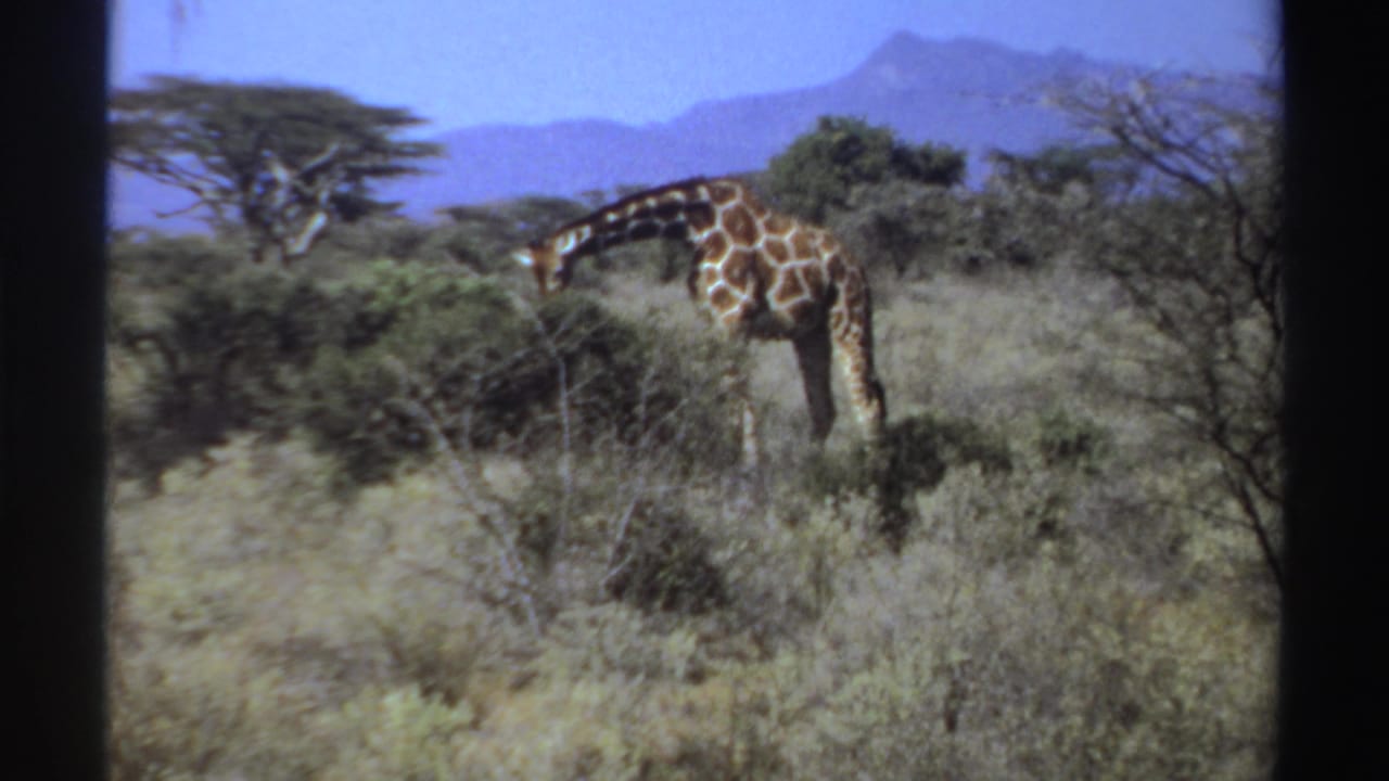 1969 Sudan home-movie frame of a giraffe browsing in arid vegetation beneath a clear blue sky and distant hills.