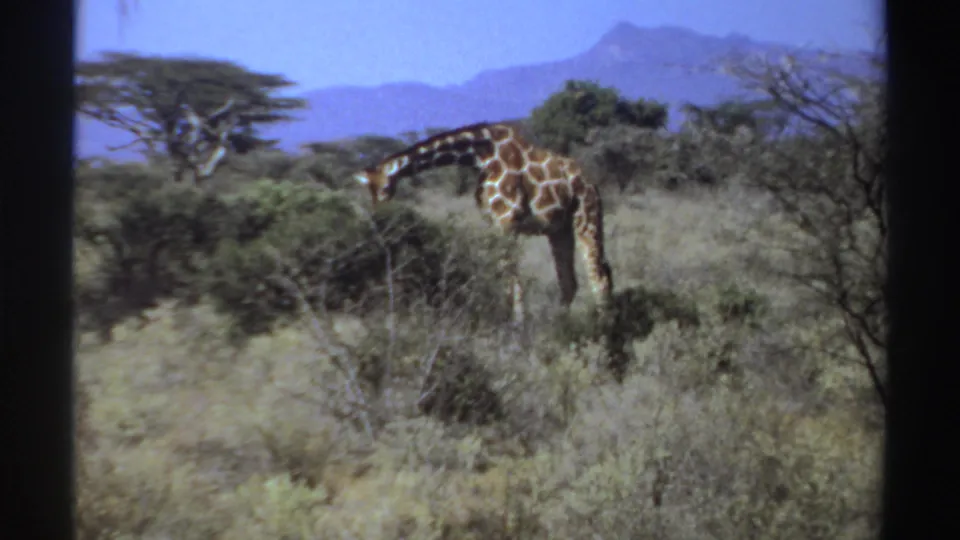 1969 Sudan home-movie frame of a giraffe browsing in arid vegetation beneath a clear blue sky and distant hills.