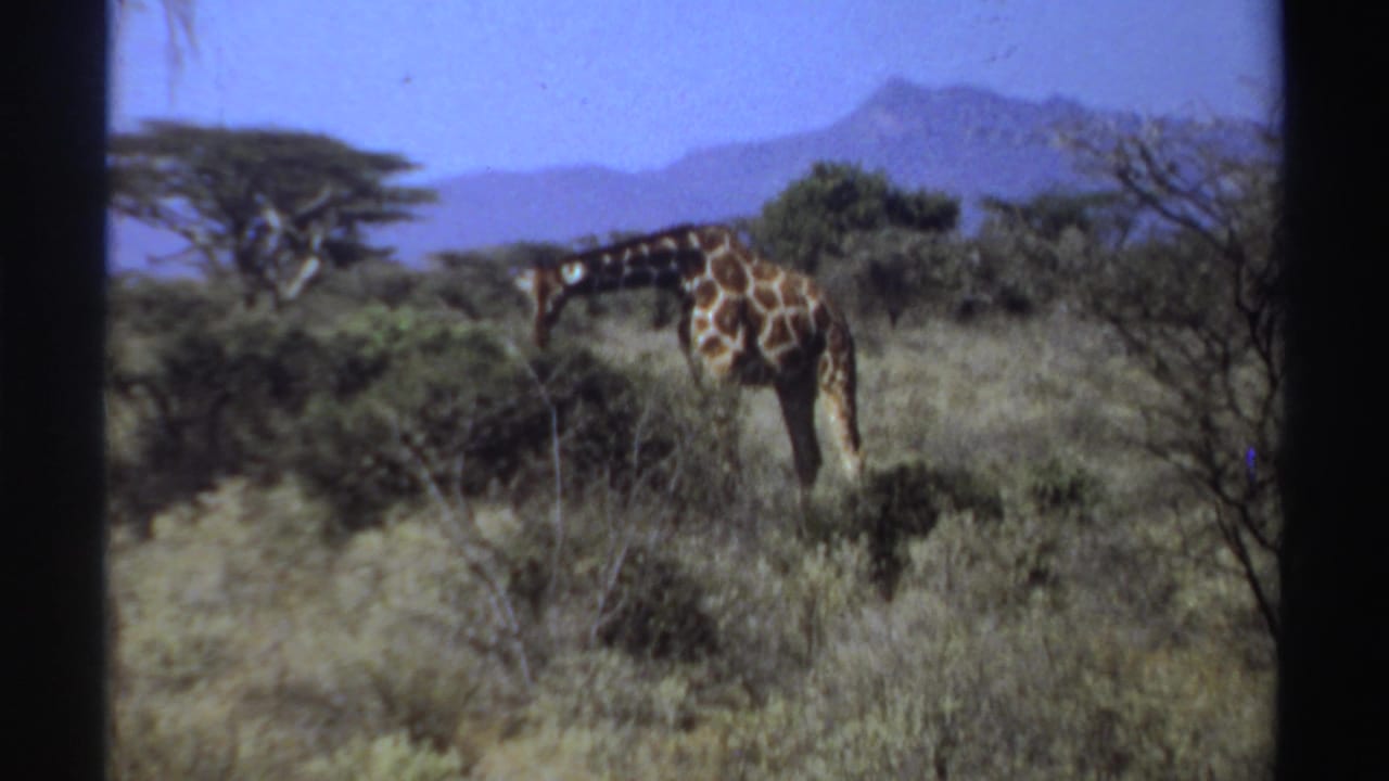 1969 Sudan 8mm frame showing a giraffe feeding among pale grasses, thorny shrubs, scattered trees, and distant hills.