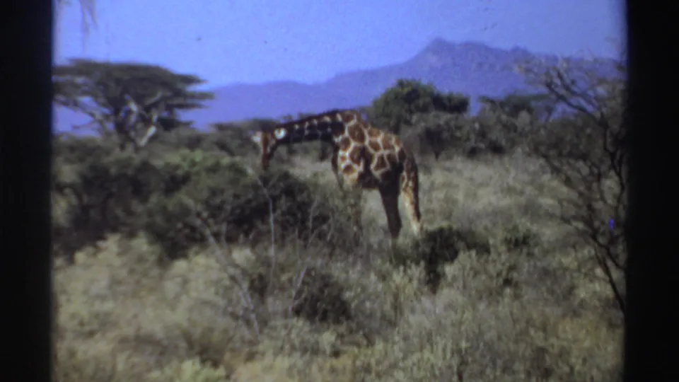 1969 Sudan 8mm frame showing a giraffe feeding among pale grasses, thorny shrubs, scattered trees, and distant hills.