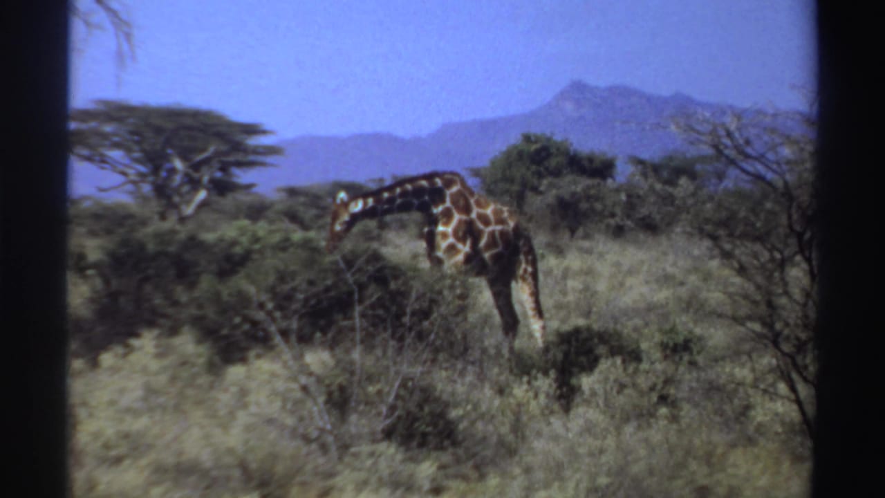 1969 Sudan 8mm frame of a giraffe bending toward shrubs in open savanna, with scattered trees and blue hills in the distance.