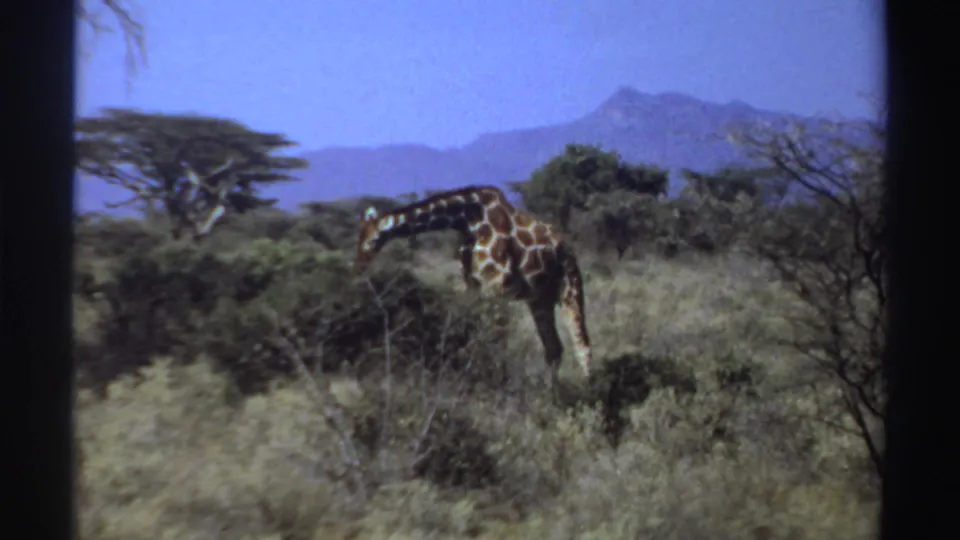 1969 Sudan 8mm frame of a giraffe bending toward shrubs in open savanna, with scattered trees and blue hills in the distance.