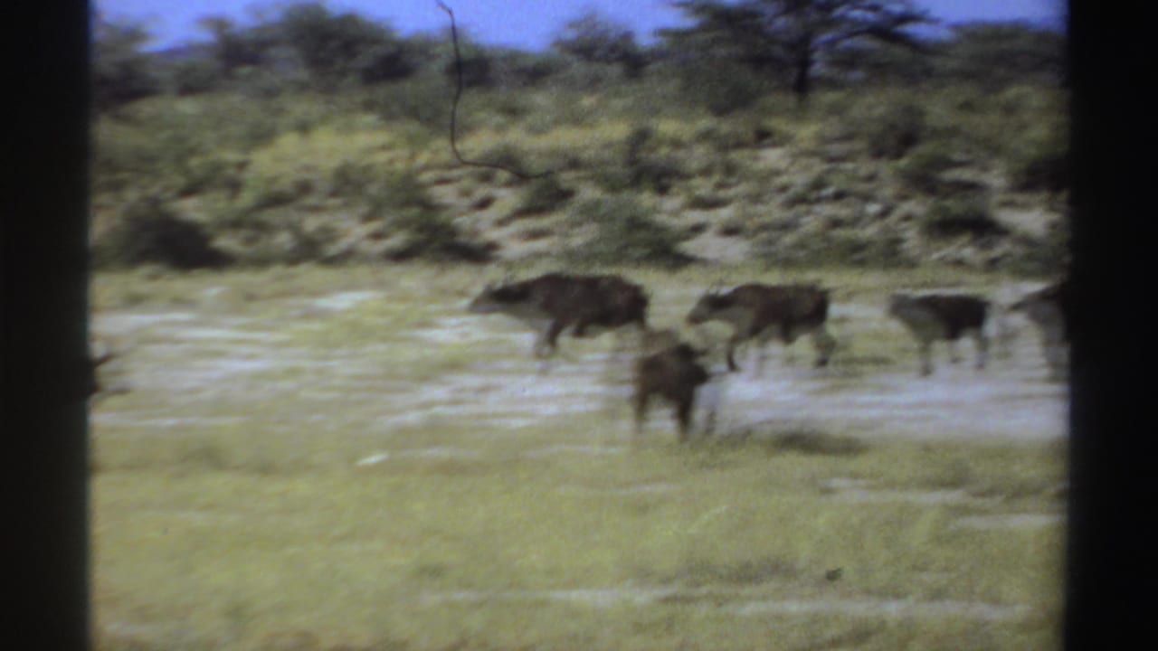 Several buffalo move across a grassy open plain with shrubs and trees in the background.