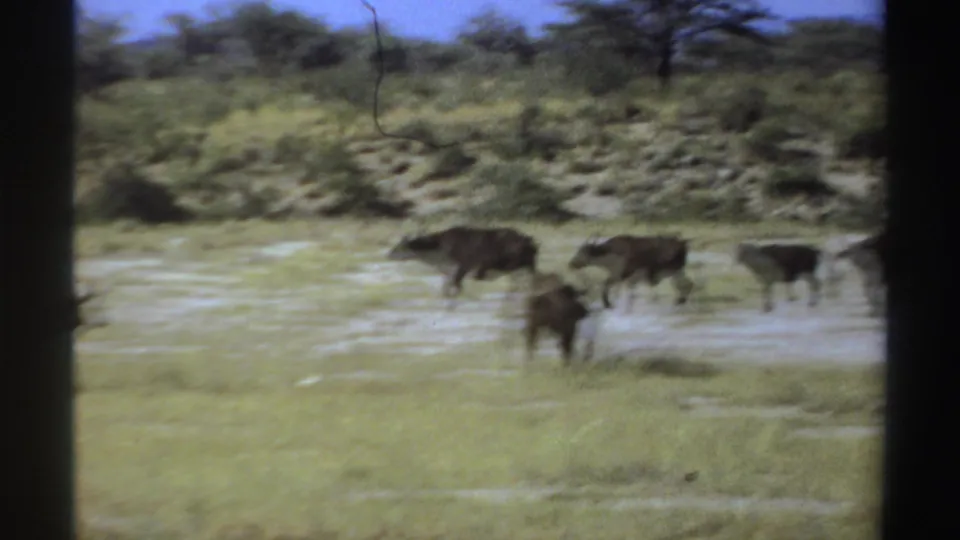 1969 Sudan 8mm frame showing buffalo crossing a grassy savanna area with low shrubs and scattered trees beyond.