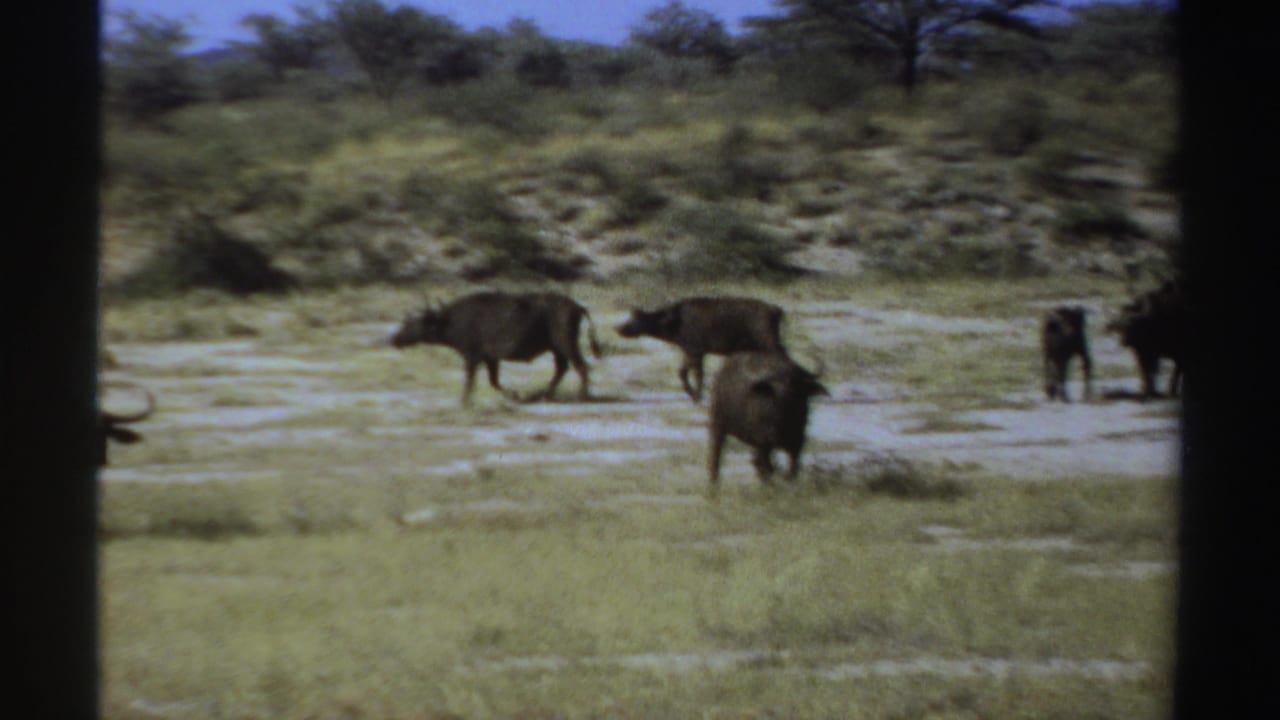 1969 Sudan home-movie frame with buffalo spread across a dry grassy plain under a bright blue sky.