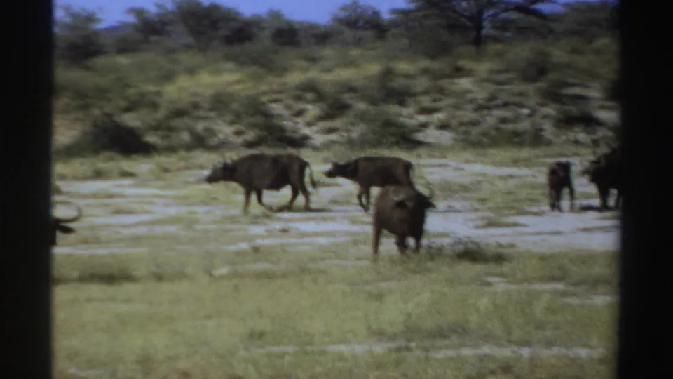 1969 Sudan home-movie frame with buffalo spread across a dry grassy plain under a bright blue sky.