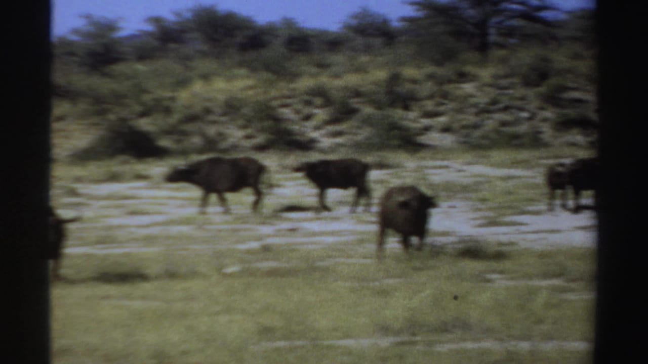 Soft 1969 Sudan 8mm frame showing buffalo moving through open grassland with low vegetation in the background.
