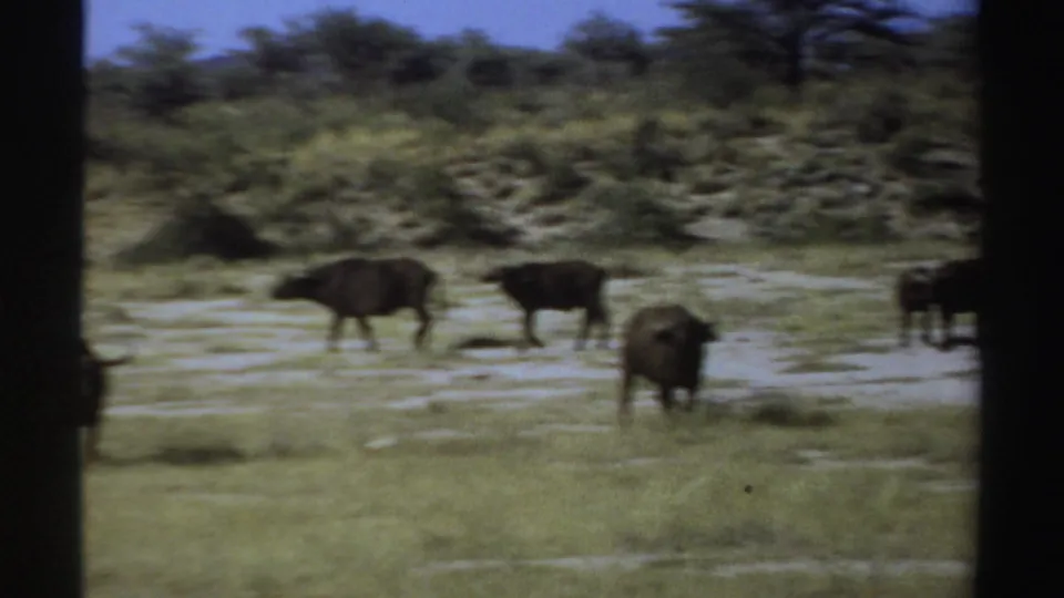 Soft 1969 Sudan 8mm frame showing buffalo moving through open grassland with low vegetation in the background.