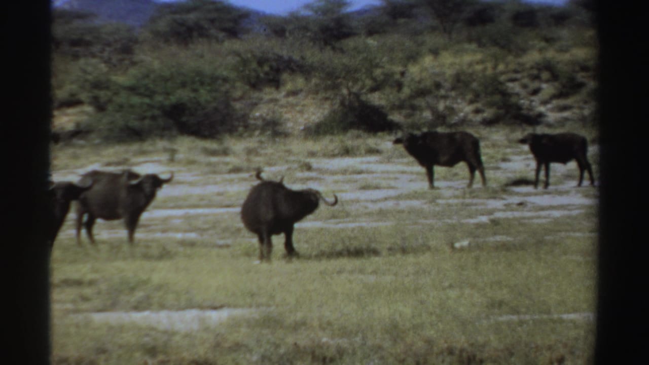 1969 Sudan 8mm frame showing buffalo on open savanna grassland, with brush and trees filling the distant background.