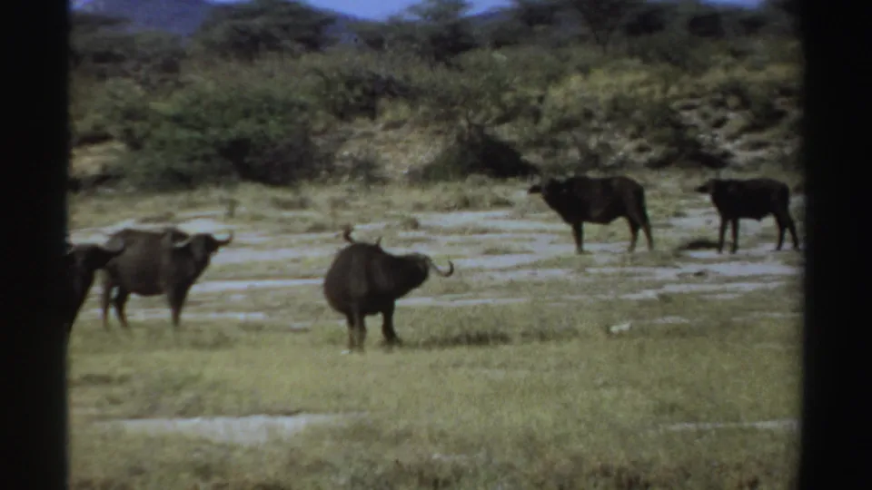 1969 Sudan 8mm frame showing buffalo on open savanna grassland, with brush and trees filling the distant background.