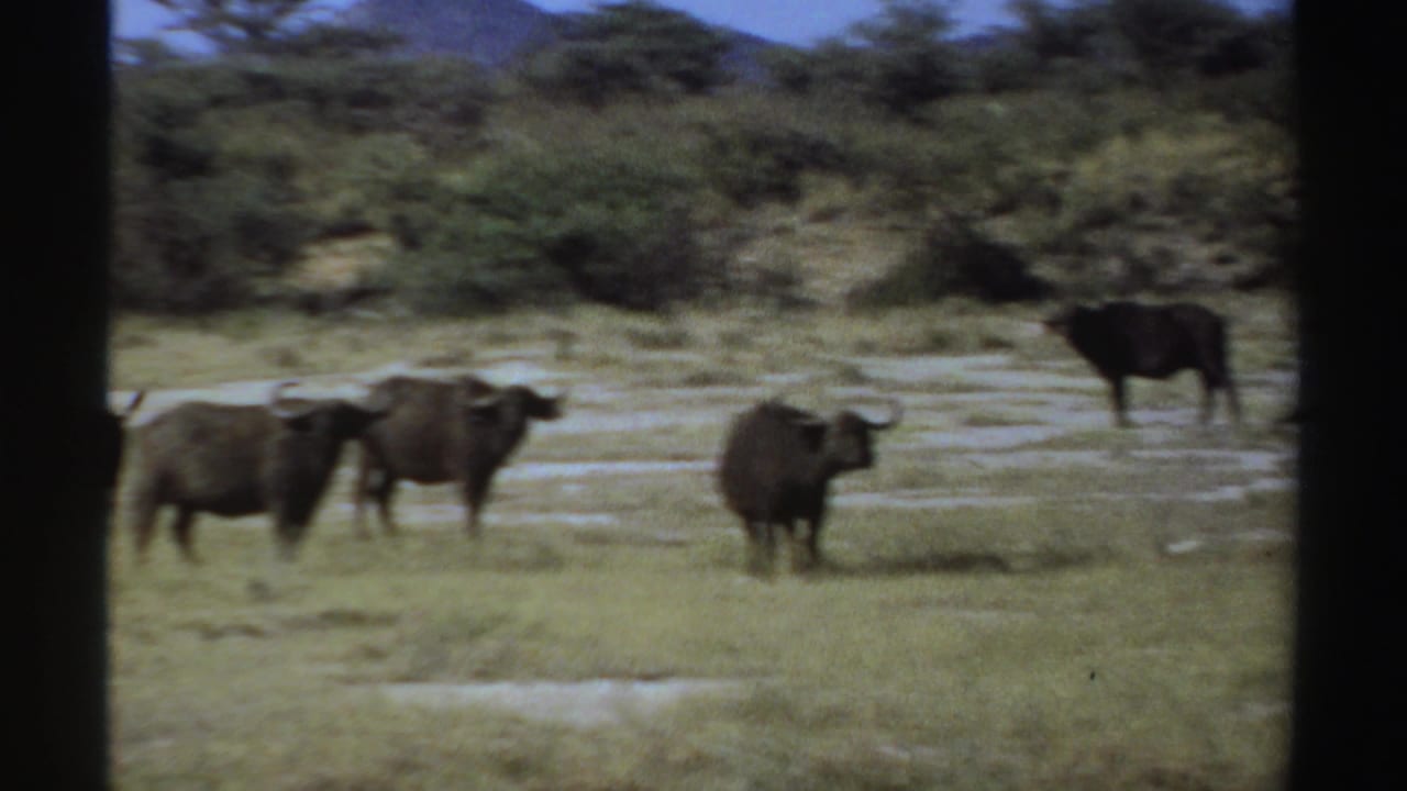 Several buffalo stand and graze on open savanna near trees and distant hills.