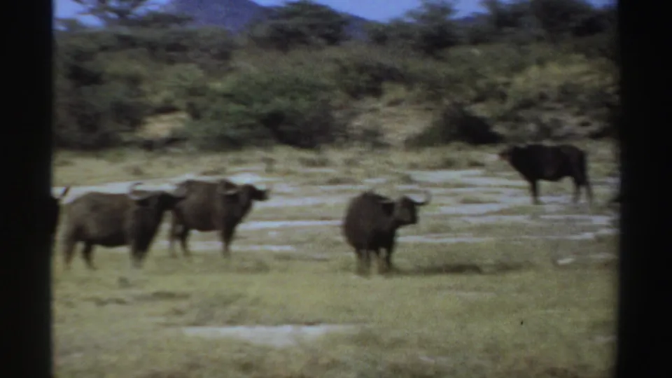 1969 Sudan 8mm frame showing African buffalo spread across grassy savanna with brush, trees, and low hills behind them.