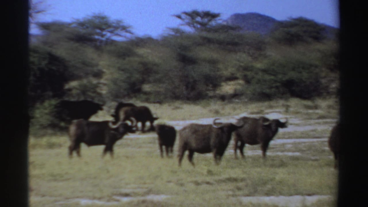 1969 Sudan wildlife frame with several African buffalo clustered near scrub and trees on a sunlit savanna plain.