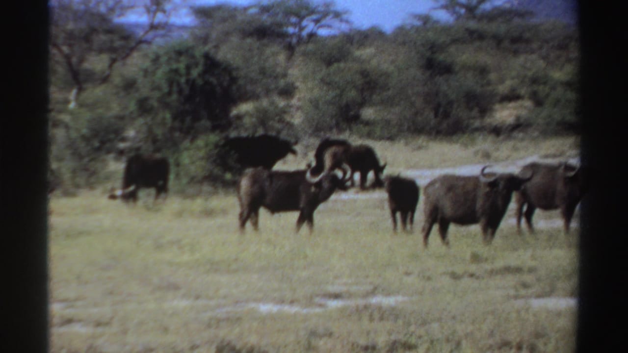 1969 Sudan 8mm frame showing buffalo feeding and standing in grass, with a wooded savanna backdrop and soft film blur.