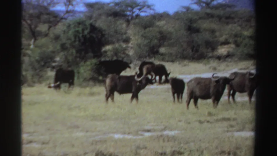 1969 Sudan 8mm frame showing buffalo feeding and standing in grass, with a wooded savanna backdrop and soft film blur.