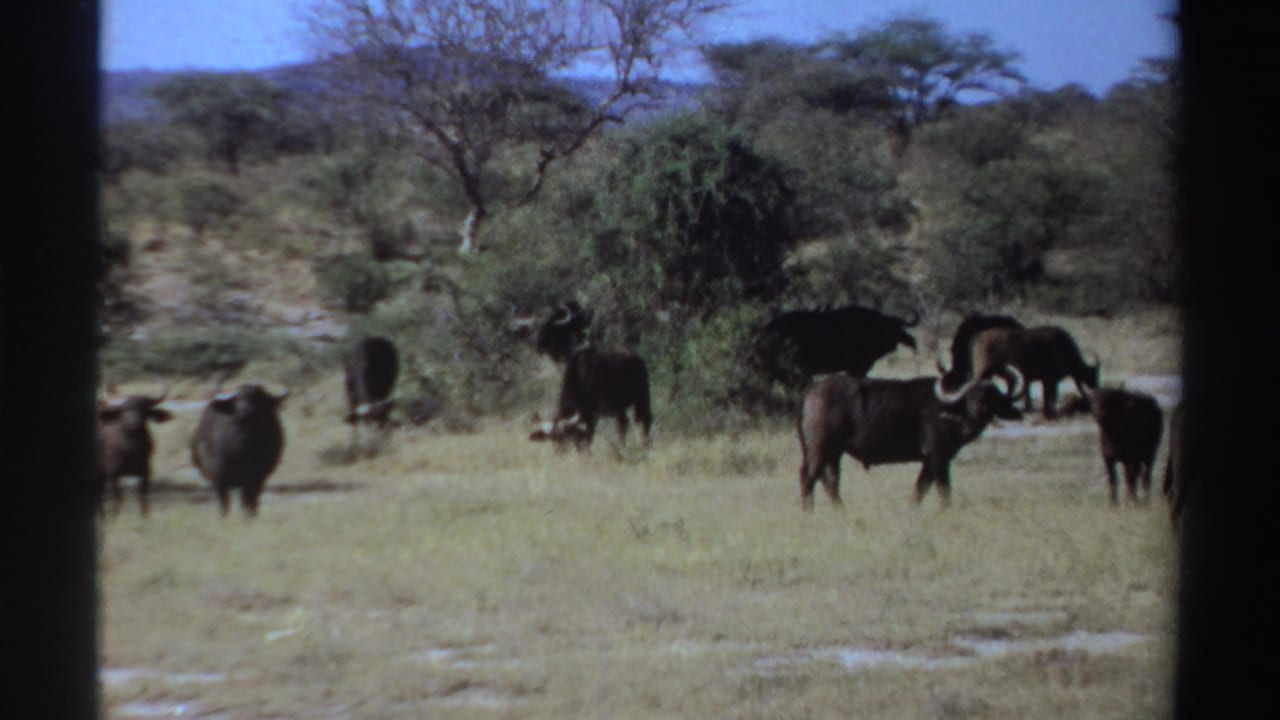 1969 Sudan frame with buffalo spaced around a leafy tree and open grass, seen through soft 8mm home-movie texture.