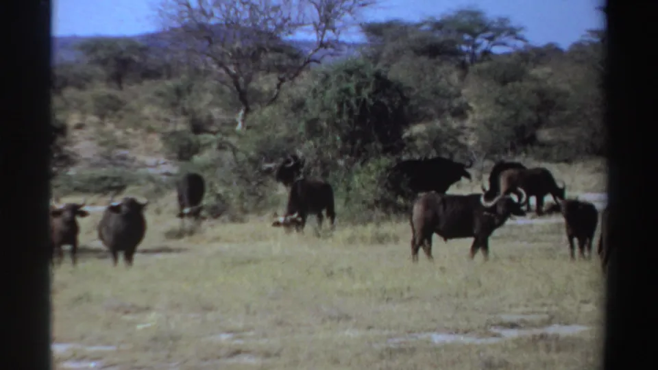 1969 Sudan frame with buffalo spaced around a leafy tree and open grass, seen through soft 8mm home-movie texture.