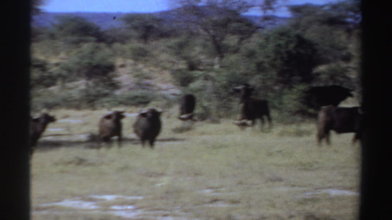 Buffalo grazing in pale savanna grass with trees and distant hills.