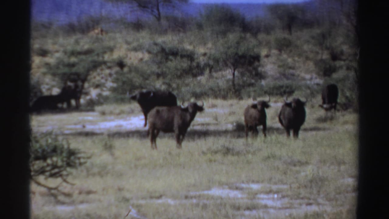 1969 Sudan 8mm frame with buffalo standing near shallow wet patches, scrub trees, and distant mountain shapes.