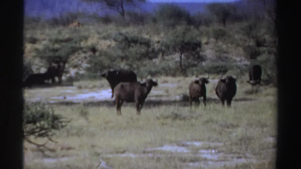 1969 Sudan 8mm frame with buffalo standing near shallow wet patches, scrub trees, and distant mountain shapes.