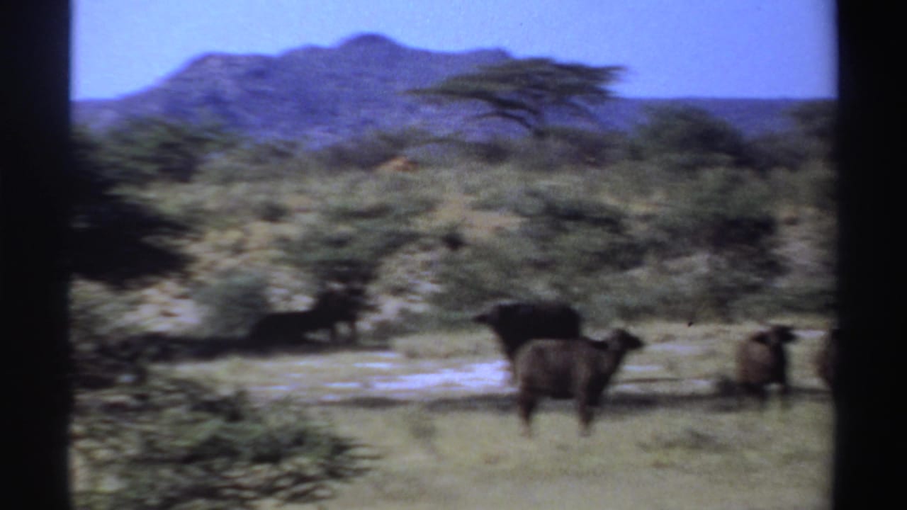 1969 Sudan 8mm frame showing buffalo in dry grassland with an acacia-like tree and mountain backdrop.