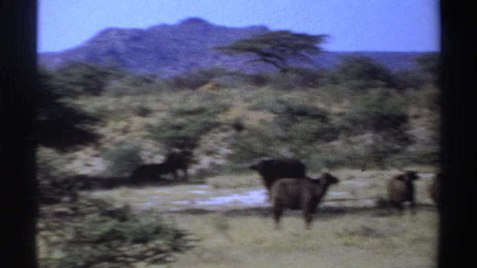 1969 Sudan 8mm frame showing buffalo in dry grassland with an acacia-like tree and mountain backdrop.