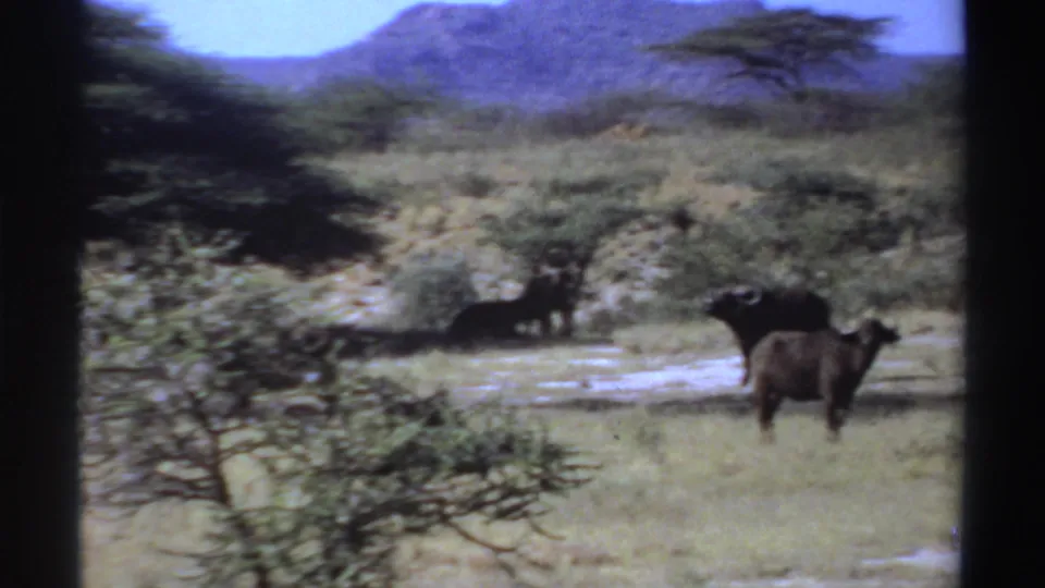 1969 Sudan 8mm frame showing buffalo near wet patches in savanna vegetation with a distant mountain backdrop.