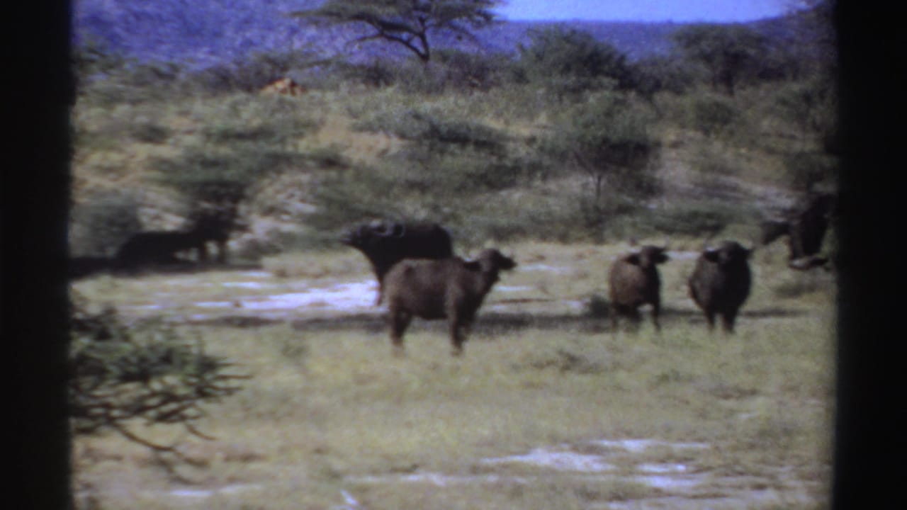 Buffalo scattered across a grassy savanna with trees and low hills behind them.