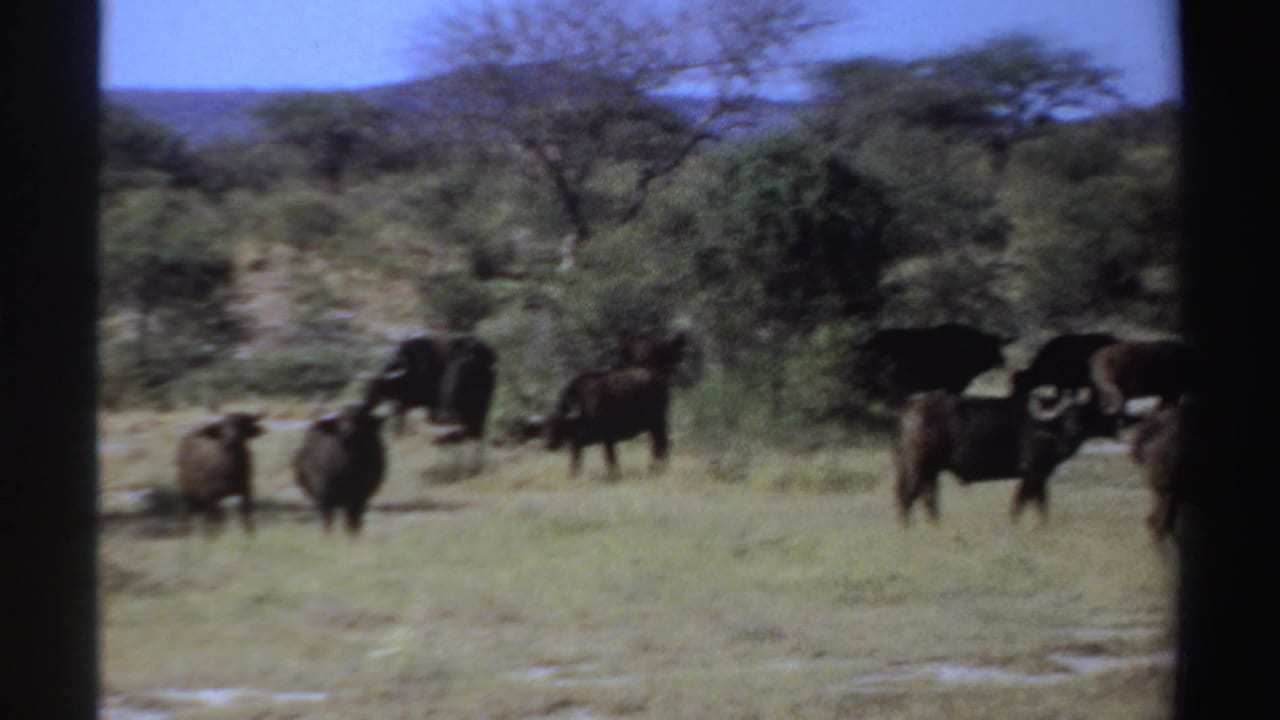 1969 Sudan footage frame with multiple African buffalo spread across a grassy savanna under a clear blue sky.