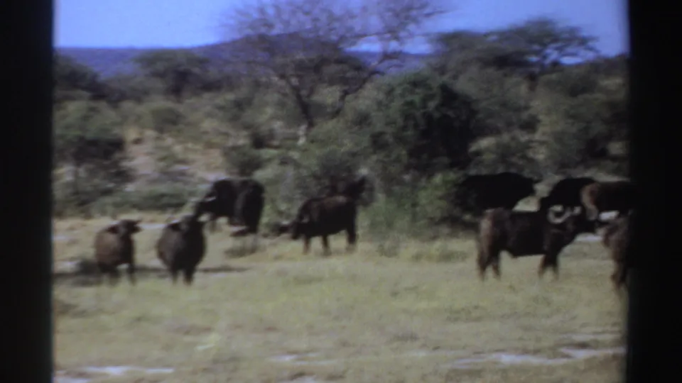 1969 Sudan footage frame with multiple African buffalo spread across a grassy savanna under a clear blue sky.