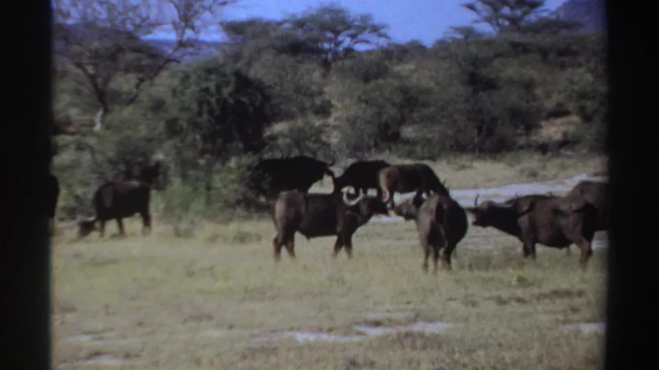 1969 Sudan home-movie frame showing buffalo clustered near trees and brush, including one horned animal facing the camera.