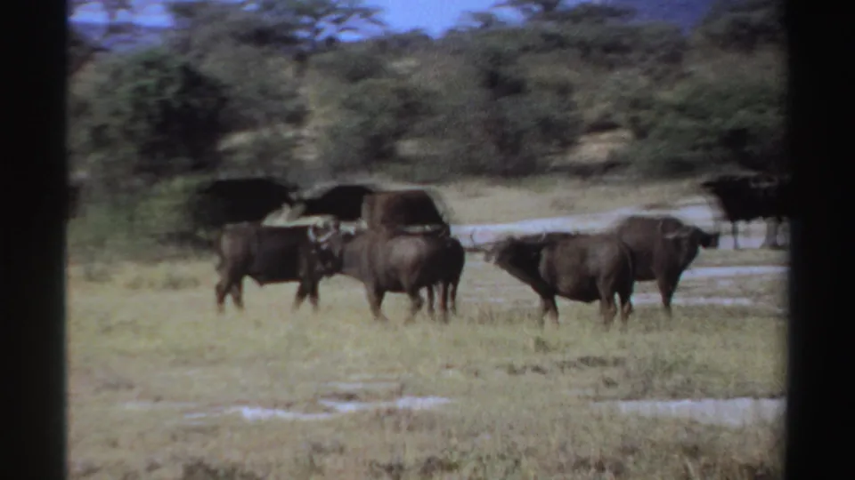 1969 Sudan frame showing African buffalo standing and grazing in a savanna clearing with scattered trees behind them.
