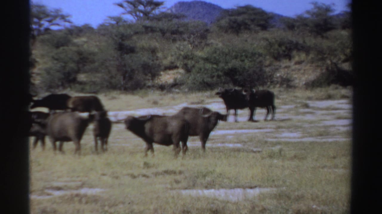 Several dark horned buffalo stand and move through dry grassland with scrub and hills behind them.