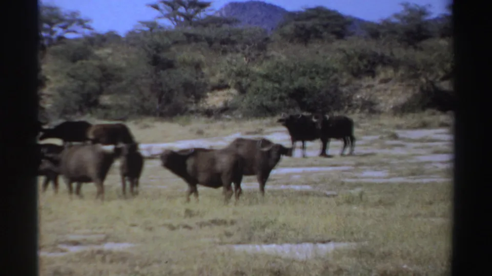 1969 Sudan 8mm frame showing a small group of buffalo-like horned animals in open grassland with scrubby brush and distant hills.