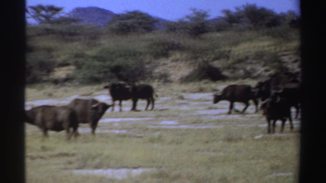 Buffalo-like animals cross a pale grassland clearing near low brush under a blue sky.