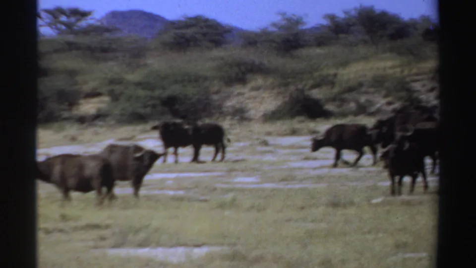 1969 Sudan 8mm frame with dark horned herd animals moving across a dry open clearing bordered by scrub and distant hills.