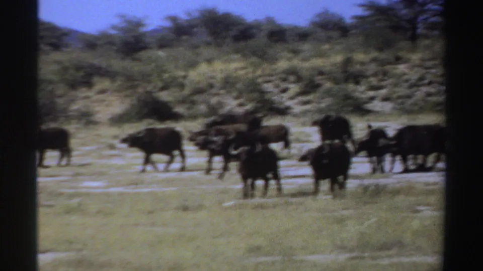 1969 Sudan 8mm frame showing a herd of buffalo-like animals clustered in dry grassland near brush, with soft home-movie focus.