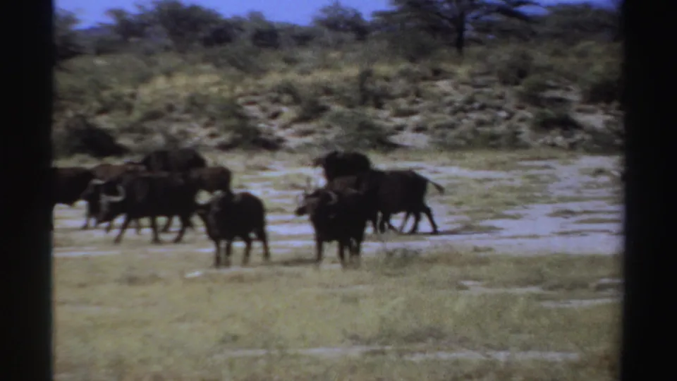 1969 Sudan 8mm frame of buffalo-like animals spread across a dry clearing, backed by scrub, scattered trees, and washed 8mm color.