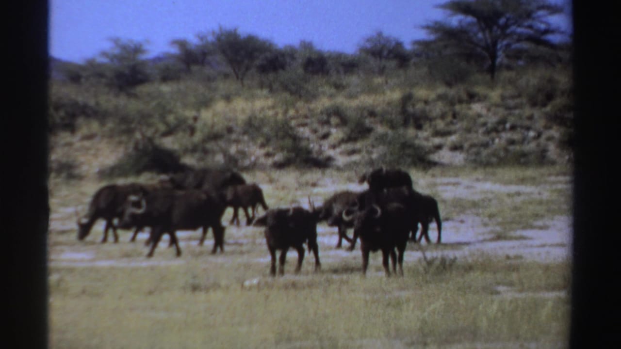 Buffalo herd scattered across dry grass near brush and trees.