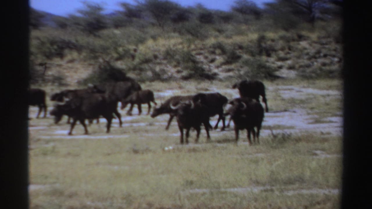 Several buffalo walk and graze across an open Sudanese grassland near a river area, as identified by the clip metadata.