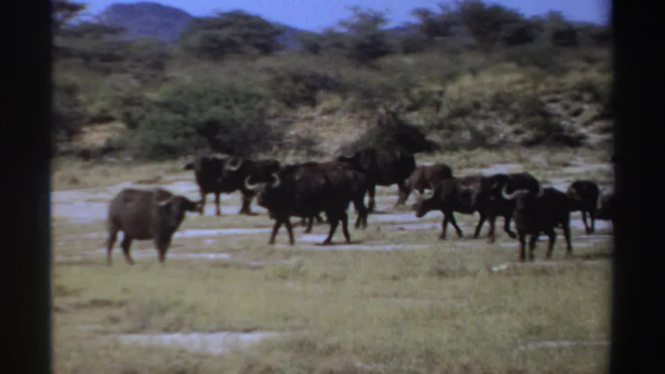 Buffalo with prominent horns cross a dry grassy river plain in archival 8mm footage from Sudan, according to the metadata.