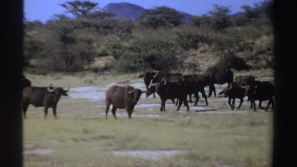 The final frame shows buffalo on an open Sudanese grassland, with scrub, trees and faint hills behind the herd.