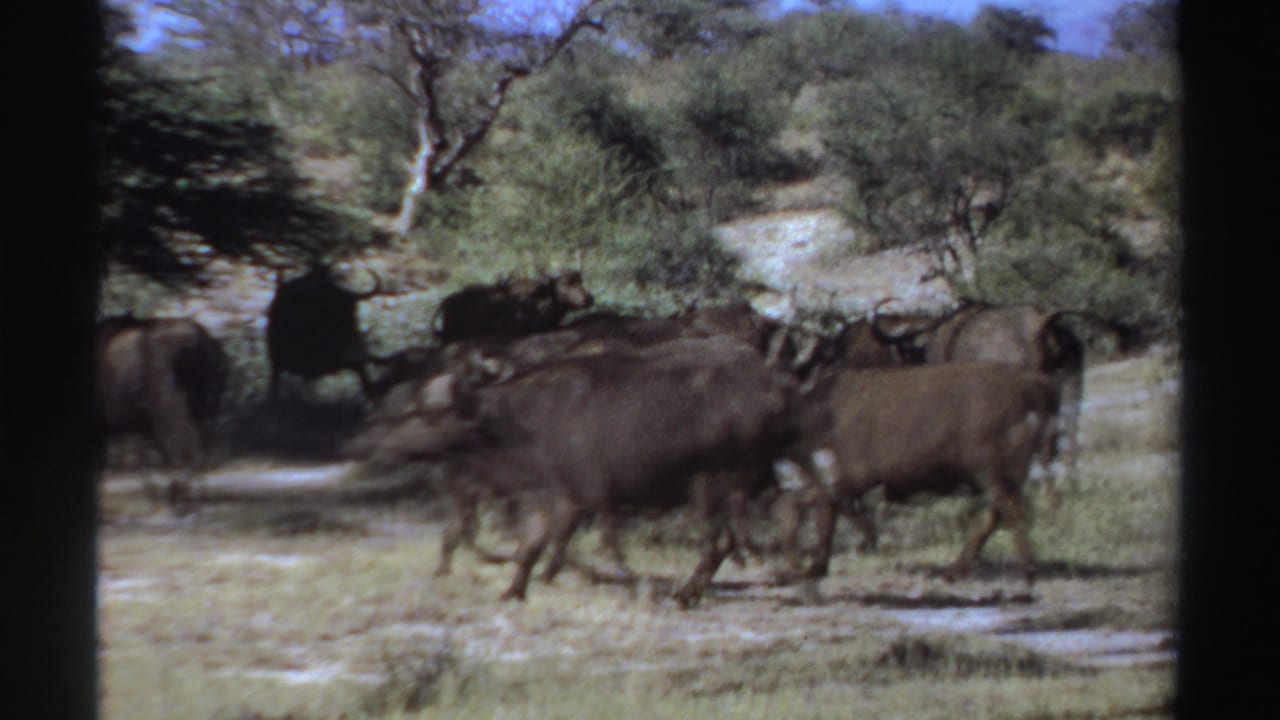 African buffalo herd moving across dry grassland with shrubs and trees behind them.