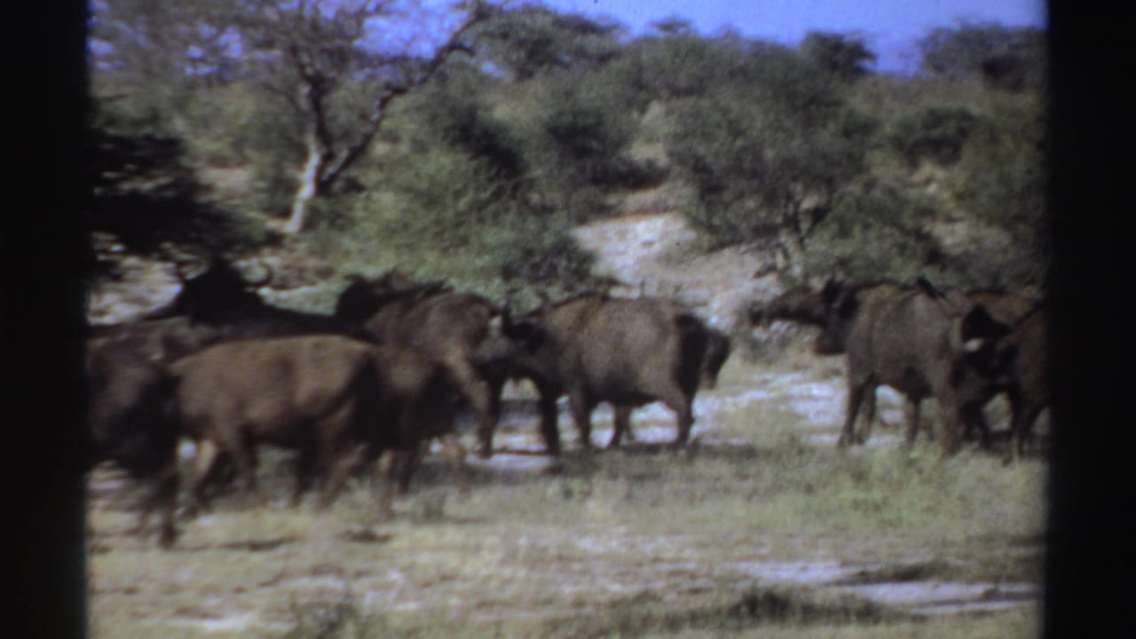 Several buffalo pass through a clearing while others stand near brush in the background.