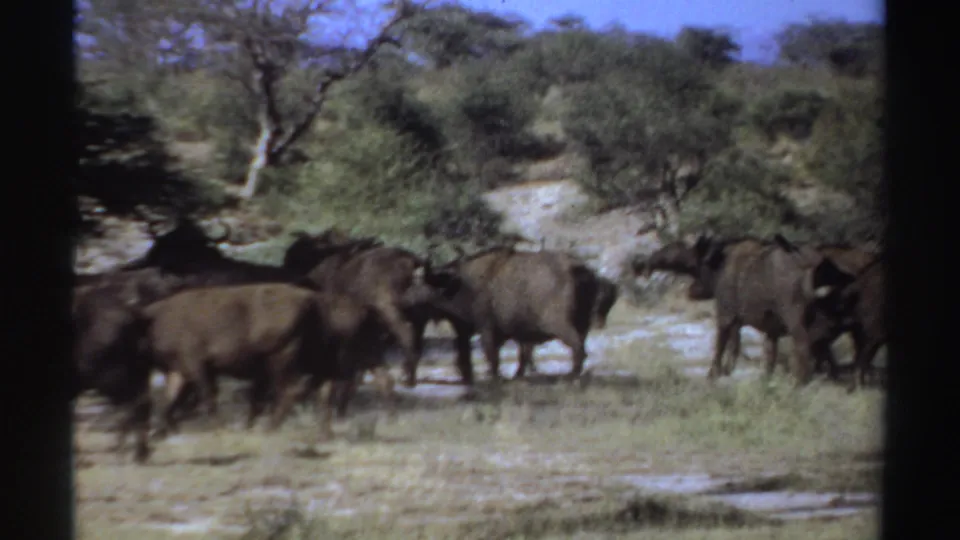Buffalo cross a dry savanna clearing in Sudan, seen in soft, grainy 1969 8mm film footage.