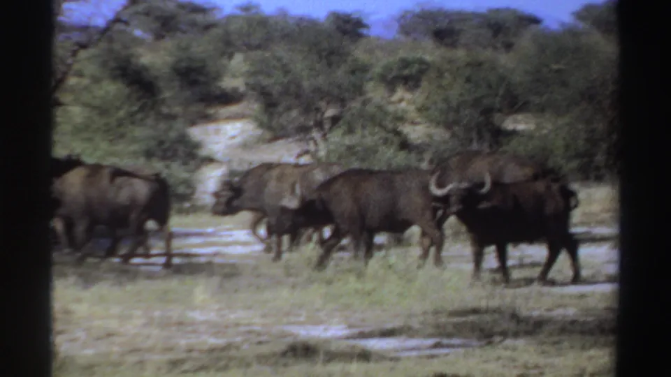 A small group of African buffalo stands and moves across Sudan savanna terrain in faded 1969 8mm footage.