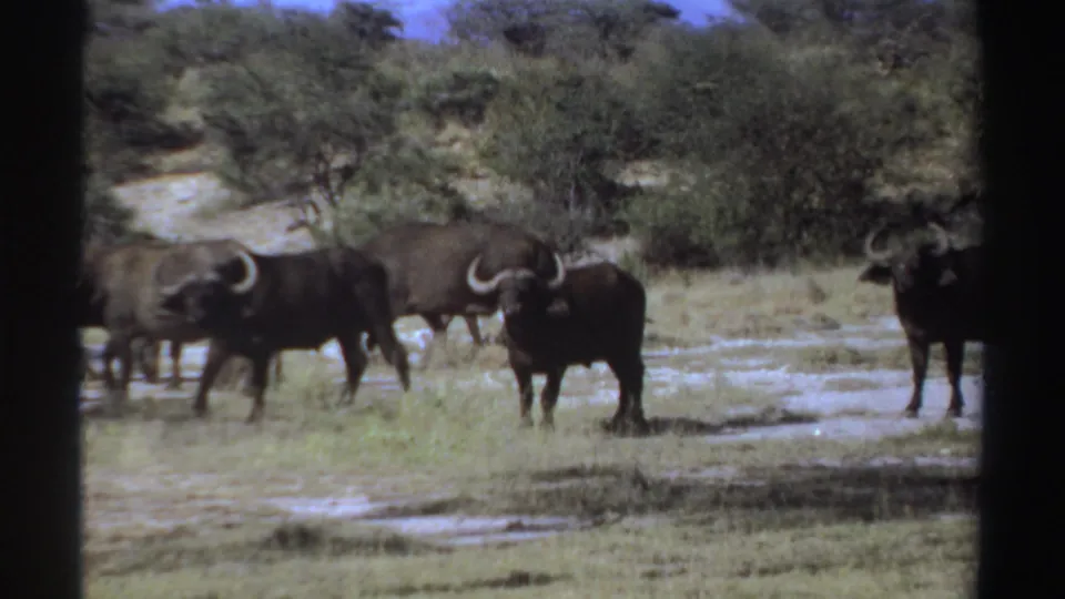 African buffalo are scattered across a dry Sudan savanna clearing in a 1969 8mm home-movie frame.