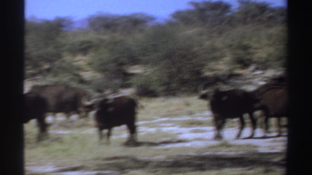 Dark horned animals walking across a sunlit savanna with shrubs and trees behind them.