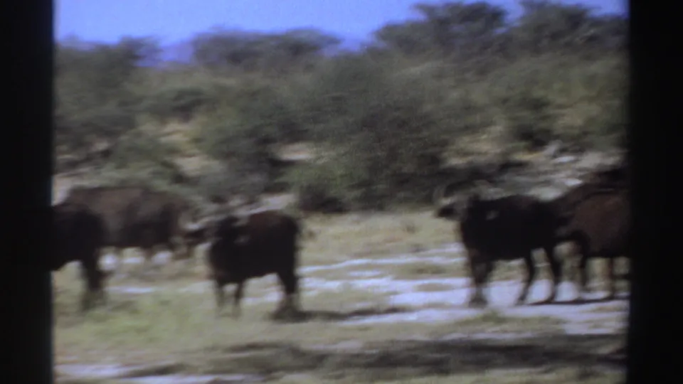 1969 Sudan-labeled 8mm frame showing a distant herd of dark horned animals moving through pale grass and scrubland.